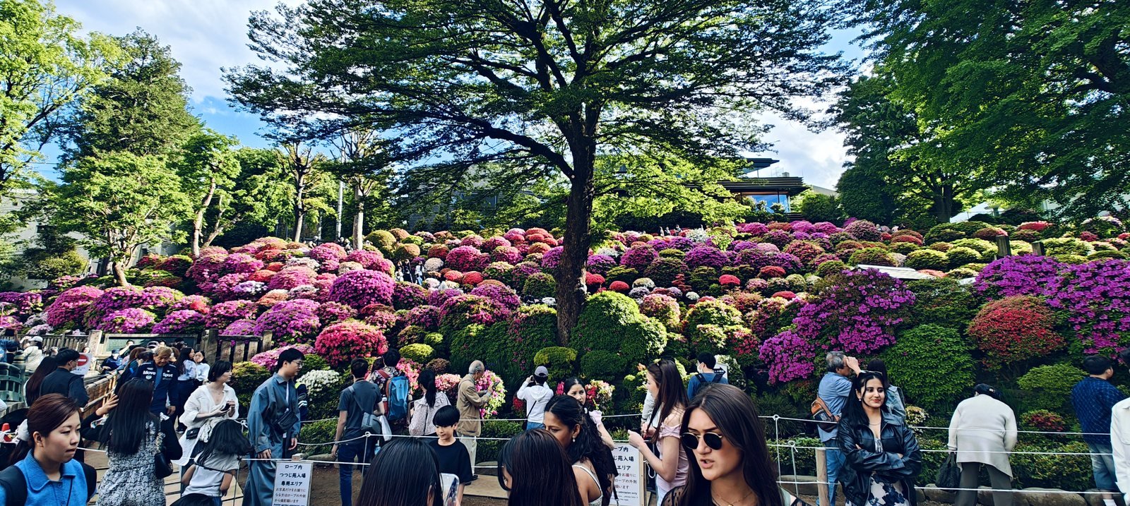 Azalea garden in bloom