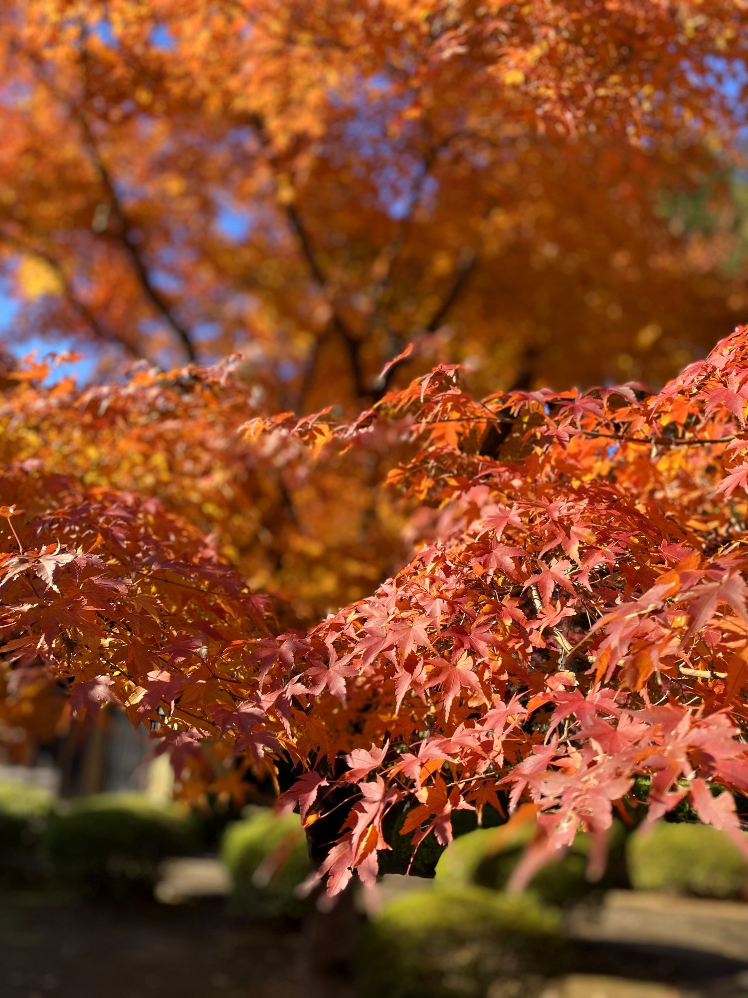 Autumn maple in a temple garden